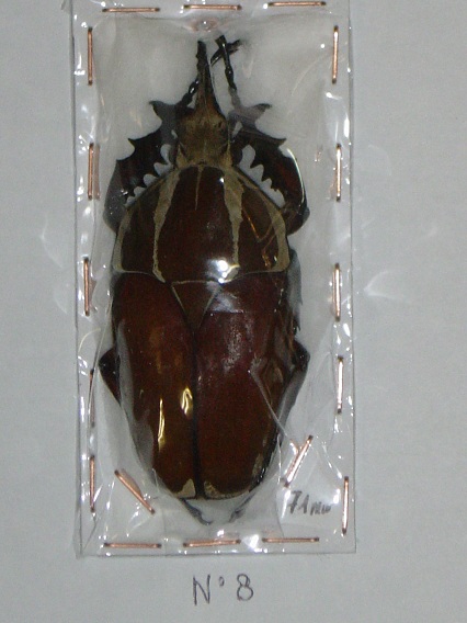Entomologie Insecte Collection Xylotrupes sumatrensis 75 mm A1! 